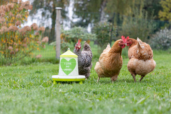 KERBL Futterautomat mit Motiv Ladies